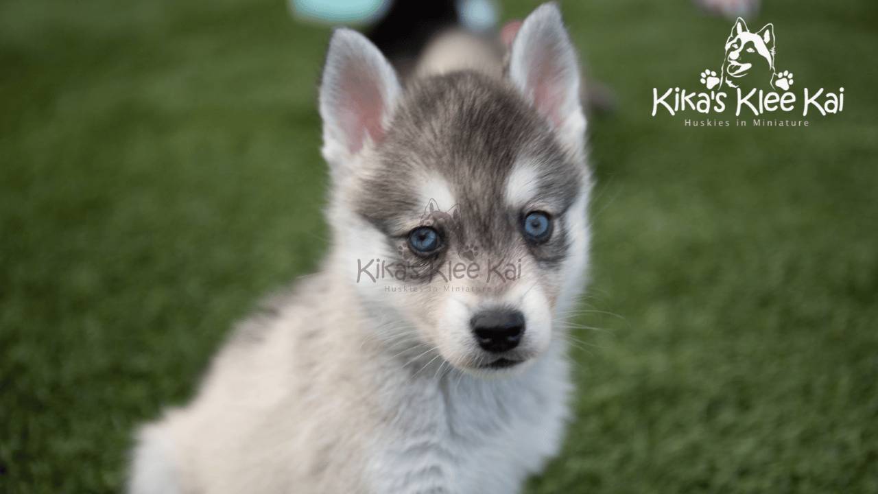 Can Alaskan Klee Kai Live in Hot Weather? Tips for Warm Climates
