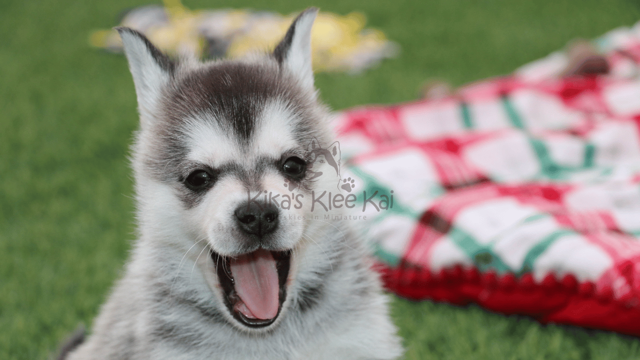 Do Alaskan Klee Kai Talk? Understanding Their Vocal Nature