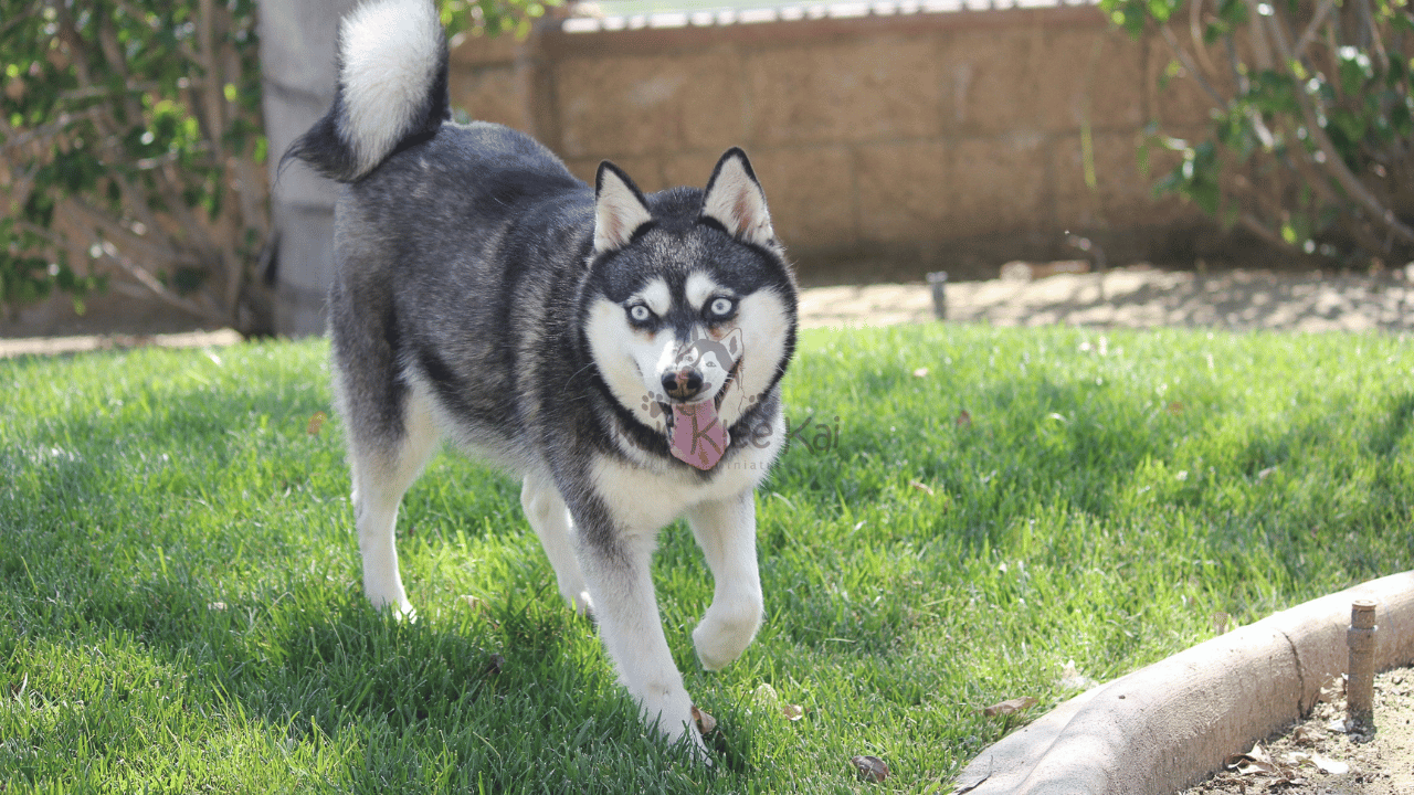 Are Alaskan Klee Kai Good Guard Dogs?