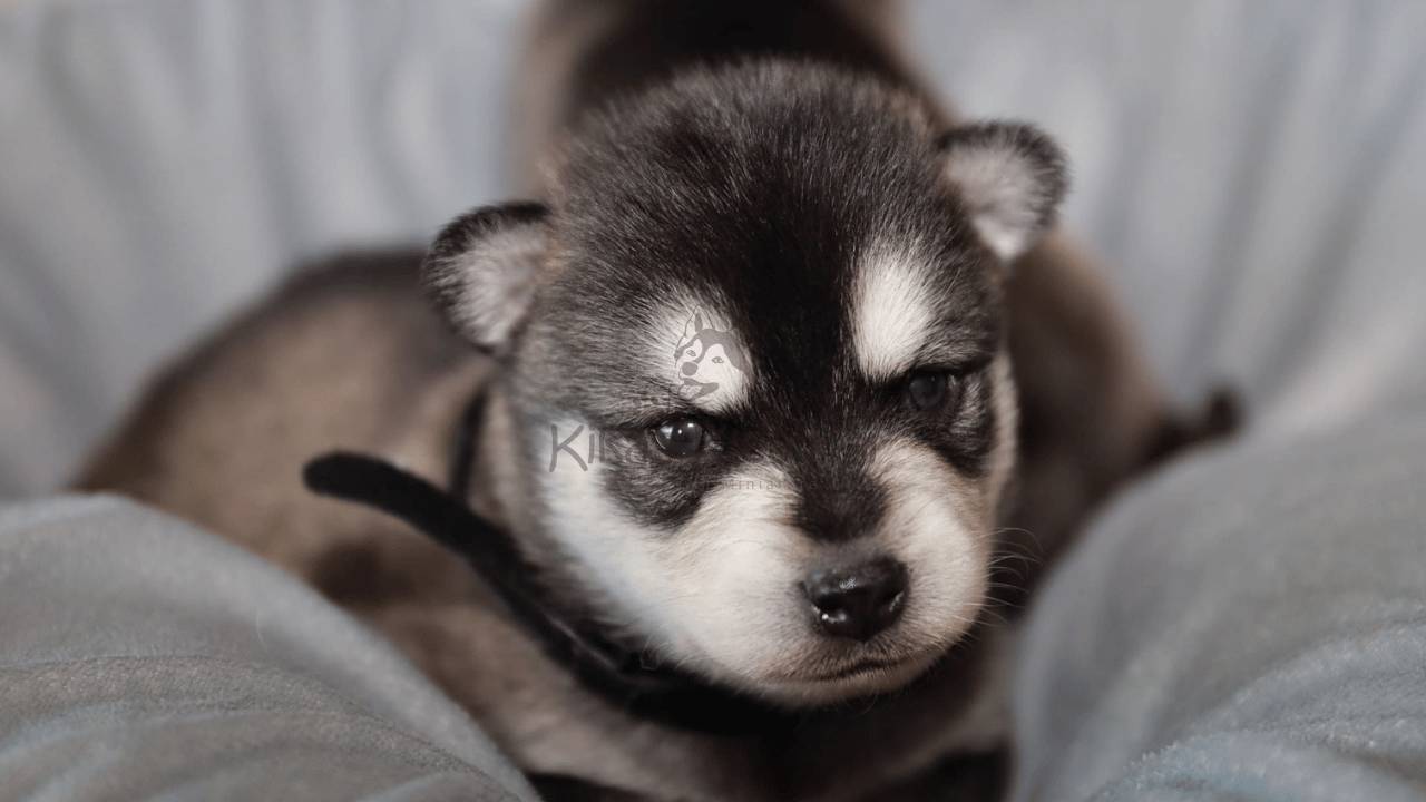 Origin of the Alaskan Klee Kai