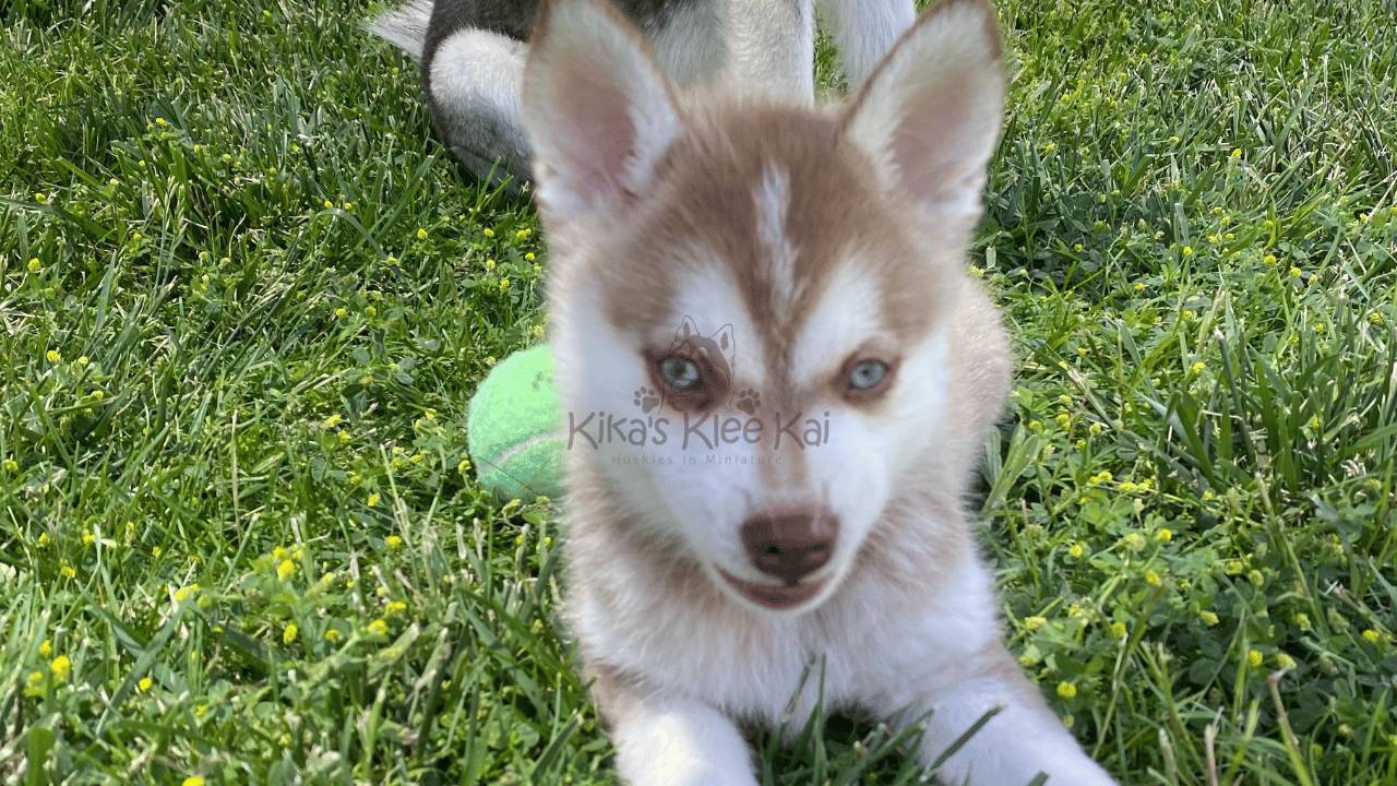 Alaskan Klee Kai Puppy Growth Stages & Milestones