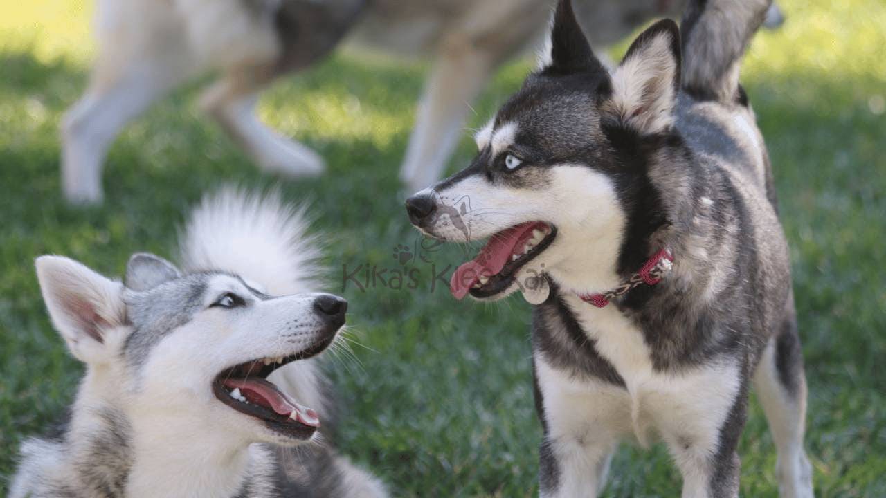 When Do Alaskan Klee Kai Stop Growing? Size & Growth Guide