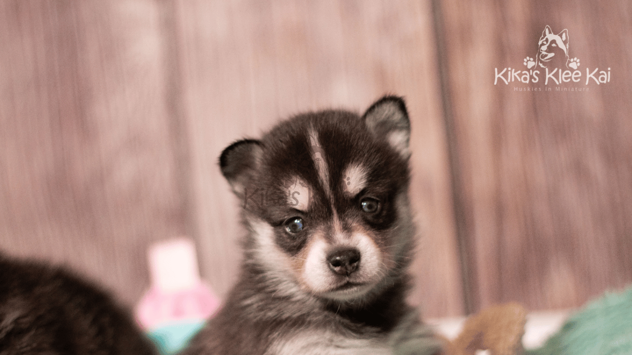 Alaskan Klee Kai or Klee Kais? The Correct Plural Form