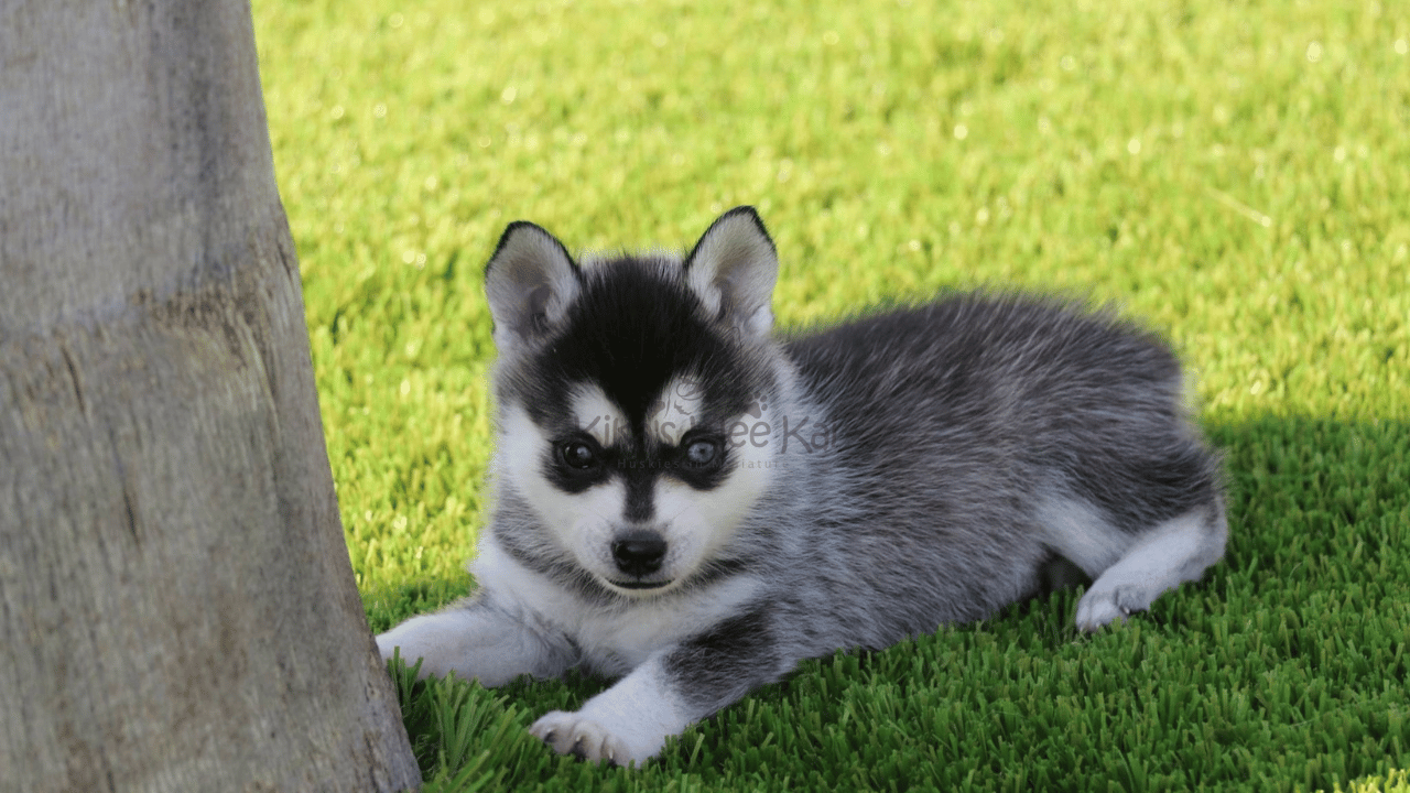 Alaskan Klee Kai Exercise Needs Explained