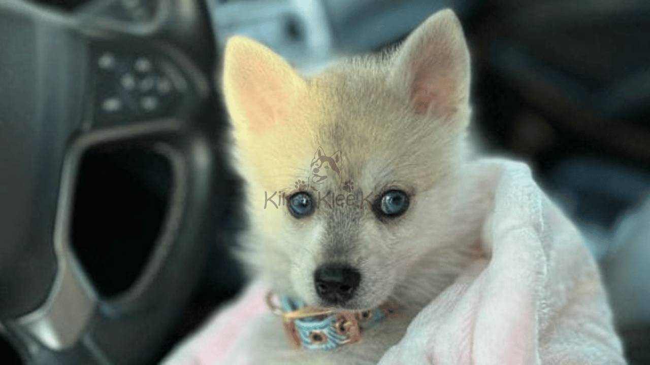 How Much Does an Alaskan Klee Kai Cost? A Complete Guide