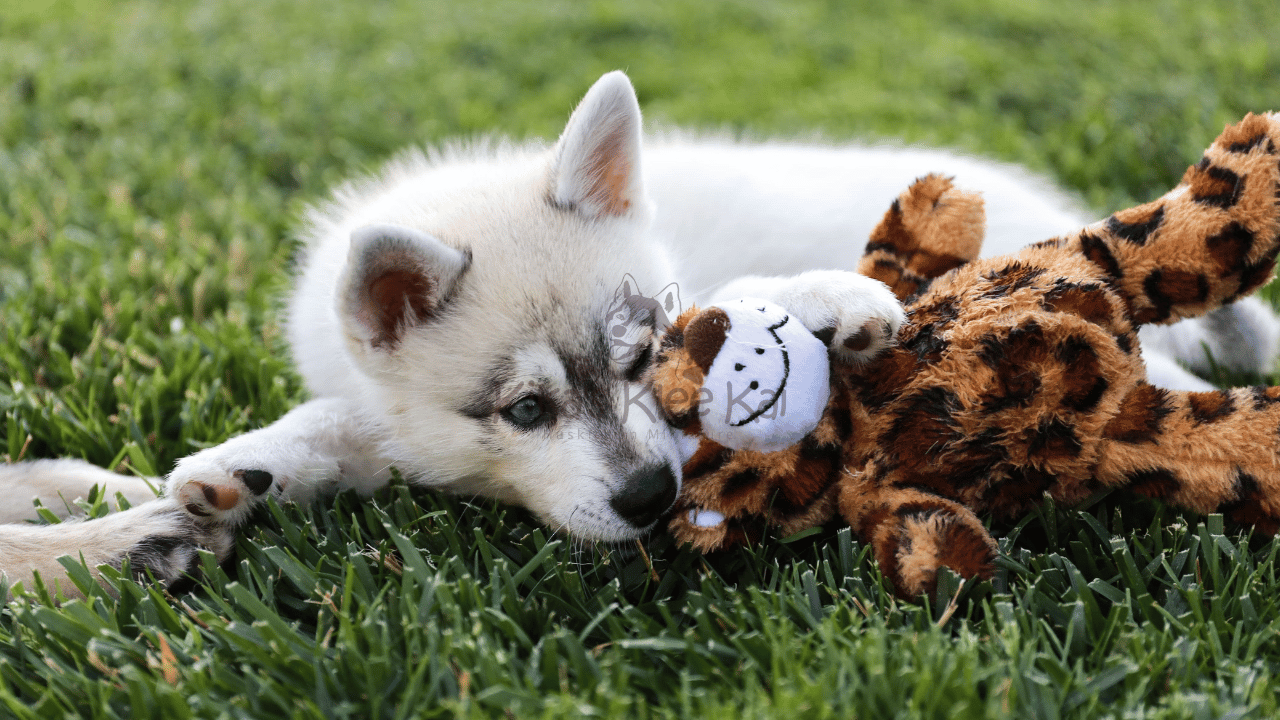 What Does a Good Day Look Like for an Alaskan Klee Kai?
