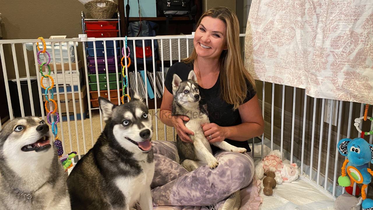 How to Choose a Reputable Alaskan Klee Kai Breeder