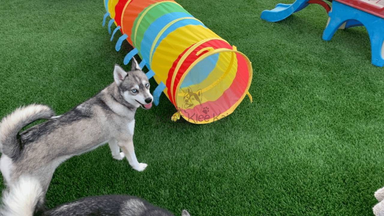 Are Alaskan Klee Kai Escape Artists? Tips for Keeping Your Pup Safe