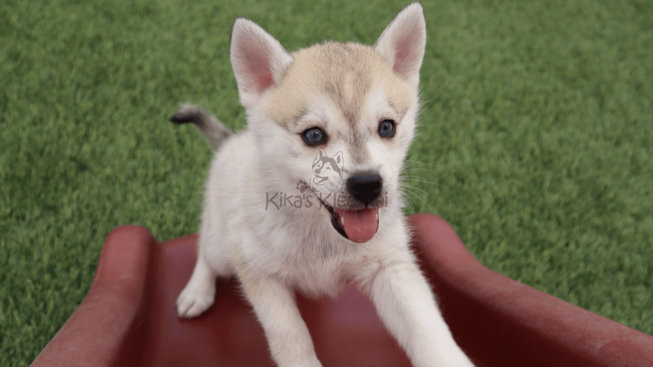 Do Alaskan Klee Kai Bark a Lot? Noise Levels Explained