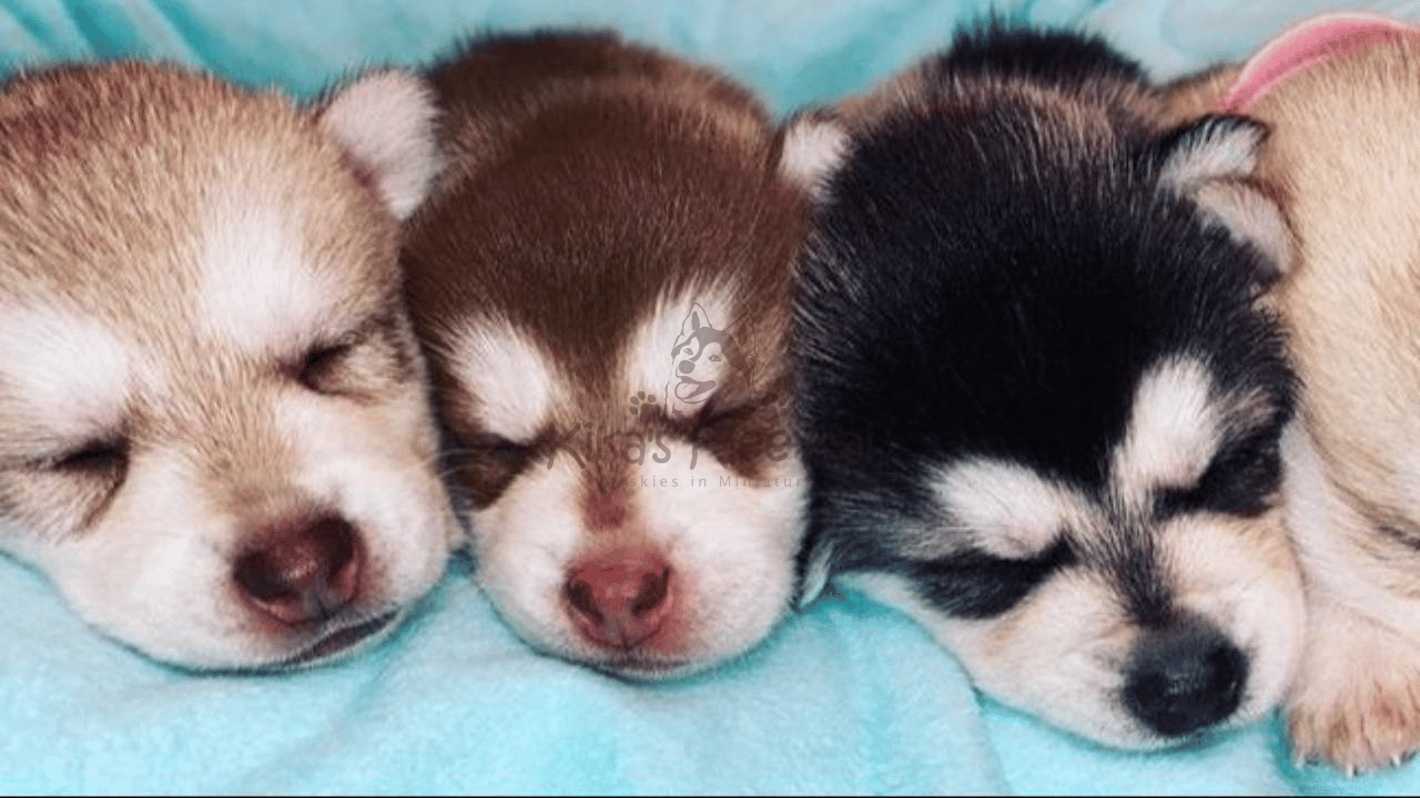 Alaskan Klee Kai in Southern California Different Coat Colors