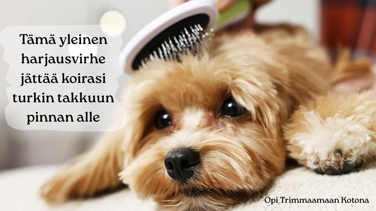 Koiran turkin harjaaminen