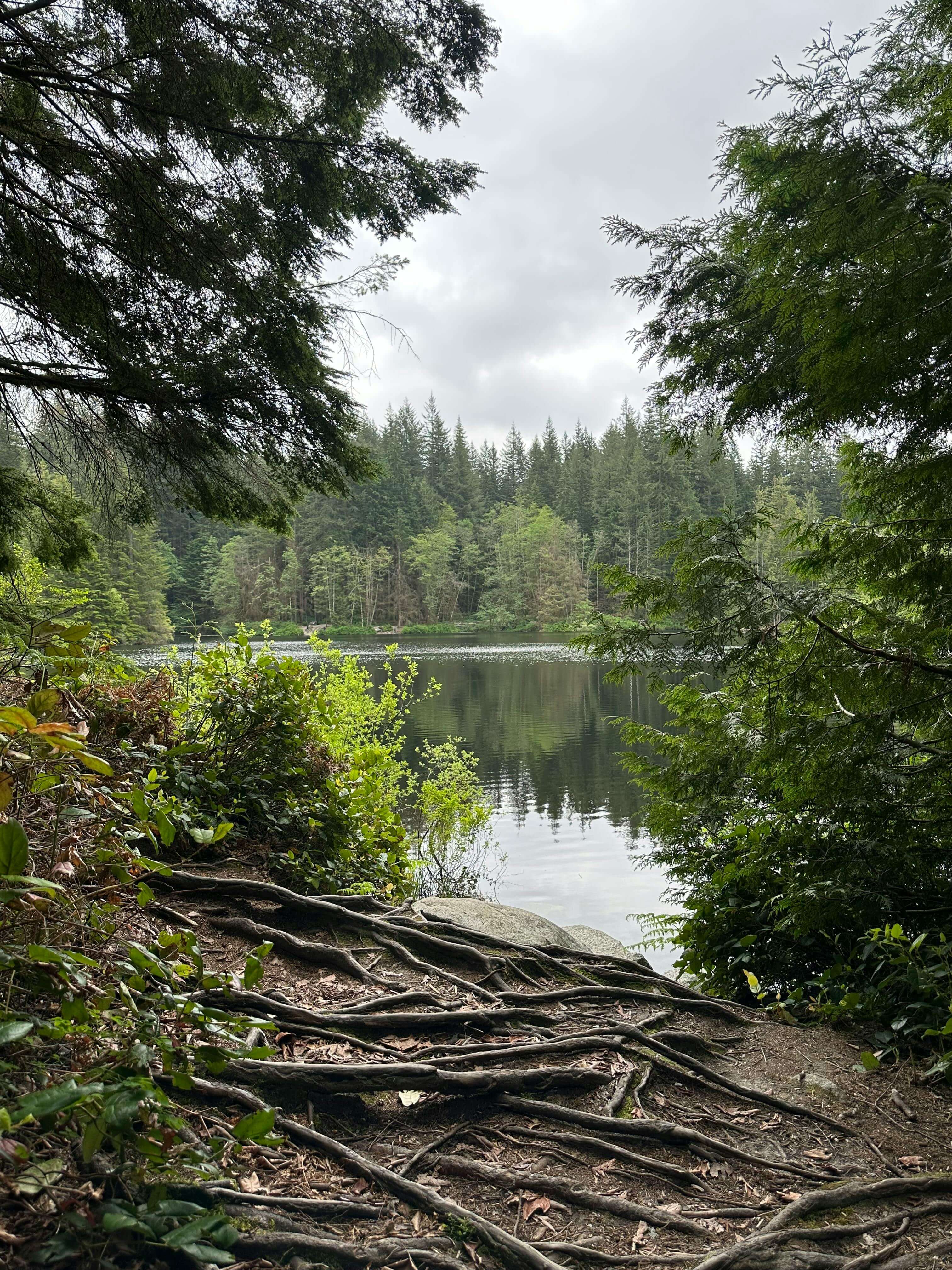 tree roots growing by a lake | therapy for expats | international therapist | therapy for expats wanting roots | Netherlands | England | Ireland