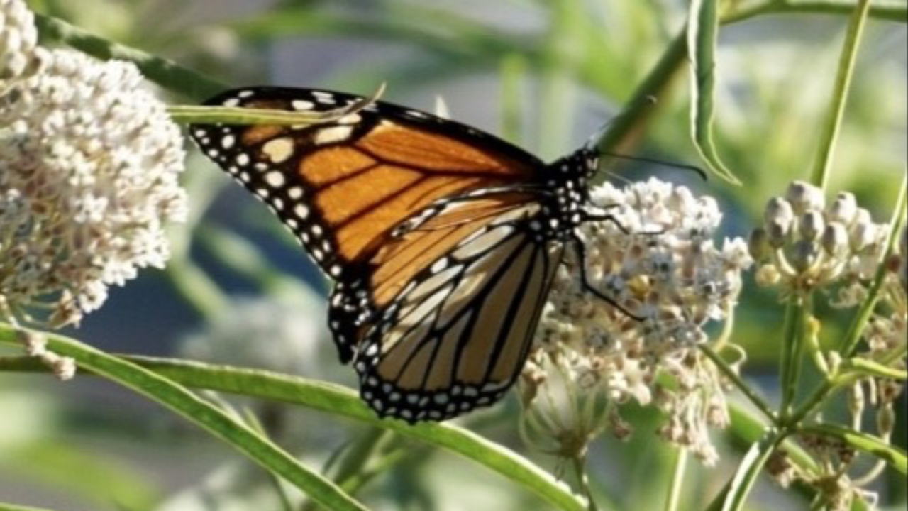 Monarch Butterfly on Native Milkweed