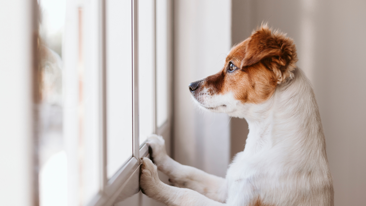 White and brown dog looking out a window