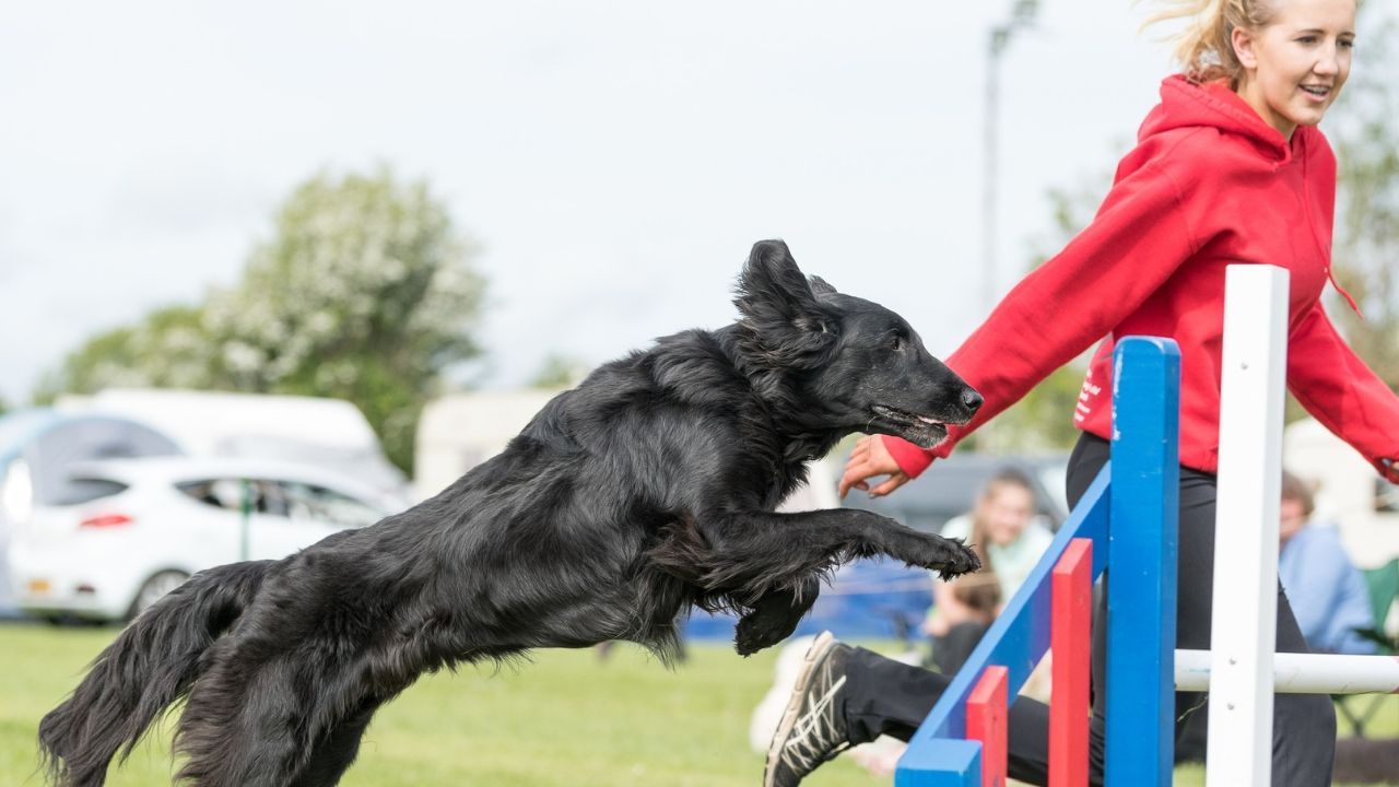 dog trainer and flat coat retriever doing agility