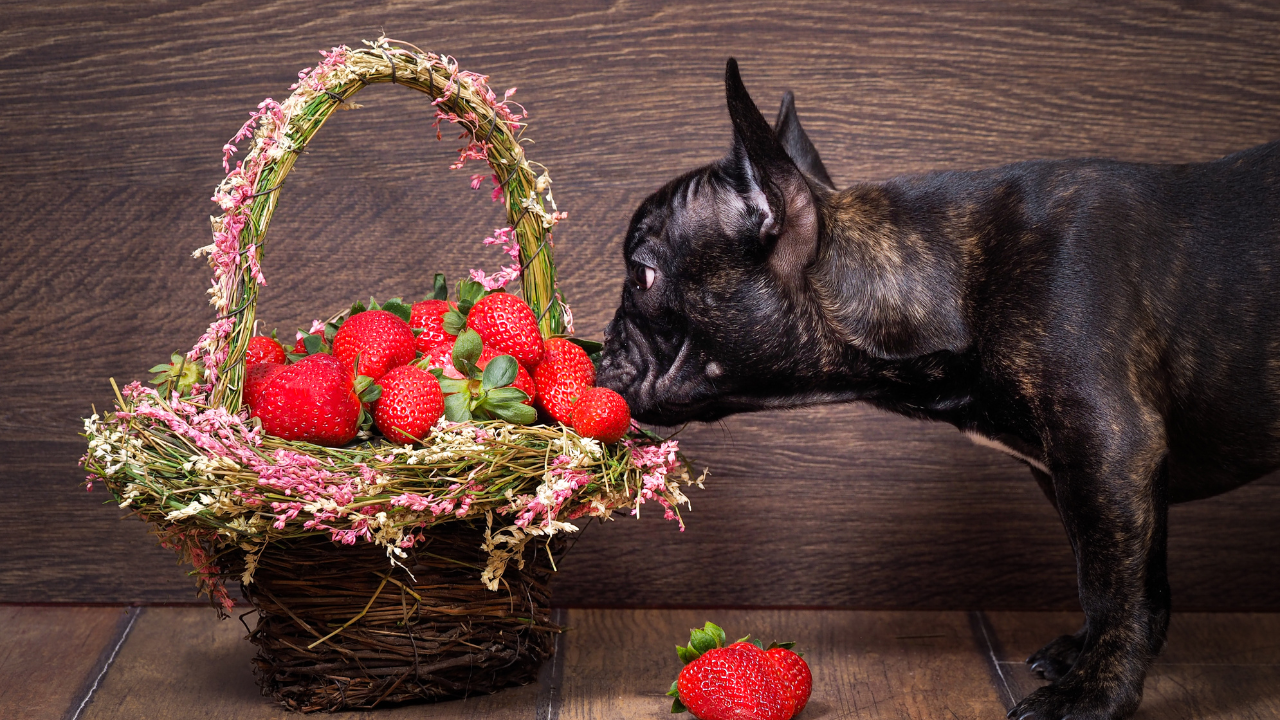 are strawberries good for dogs and can dogs eat strawberry tops