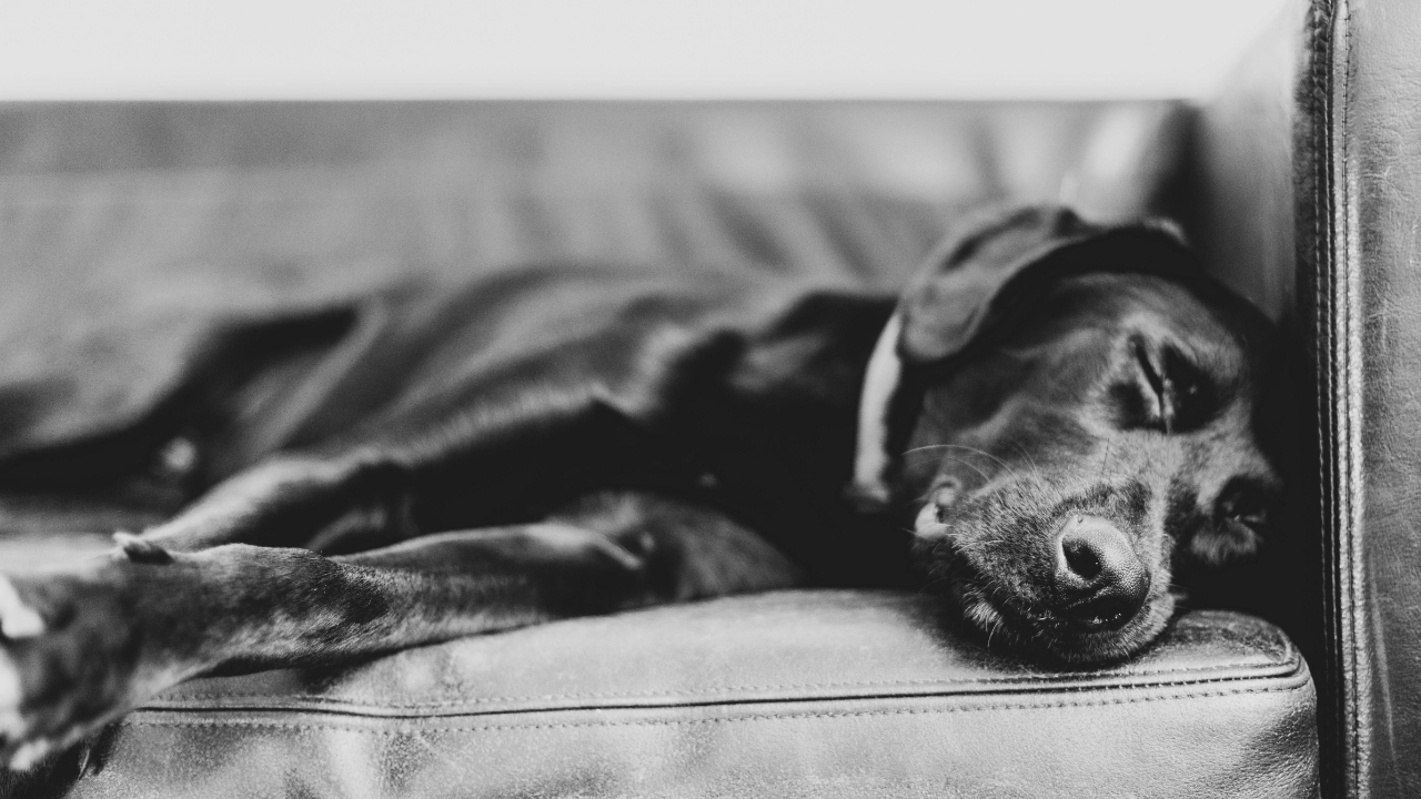 learning when to euthanize a dog with lung cancer