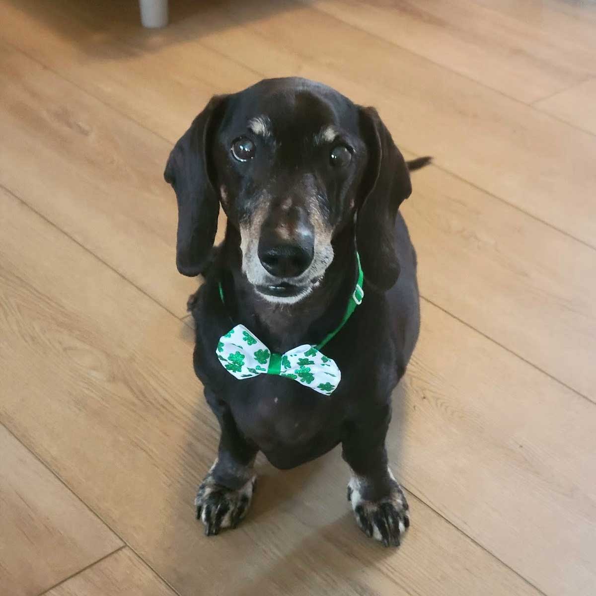 AHELP Project Blog Contributor - Wally, Standard Doxie, wearing his lucky St. Patrick&rsquo;s Day bow tie