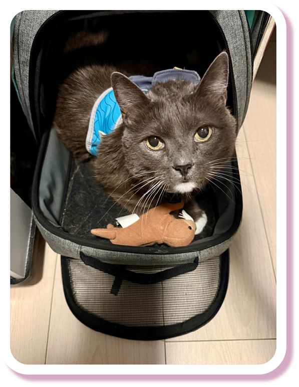 Dr. Mansum's cat, Boo, sitting in the cat carrier with a convenient drawer-like bottom.