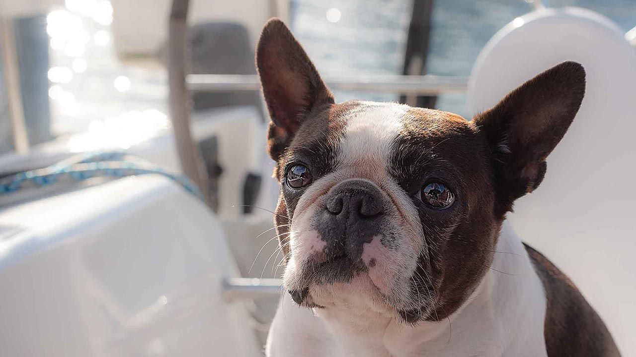 AHELP Project - Blog post, Healing Pet Loss Guilt: How My Dog Bunny’s Death Inspired the A.C.T. Framework for Pet Parents, photo of sweet Bunny on our boat, photo credit to Holly Cook Photography