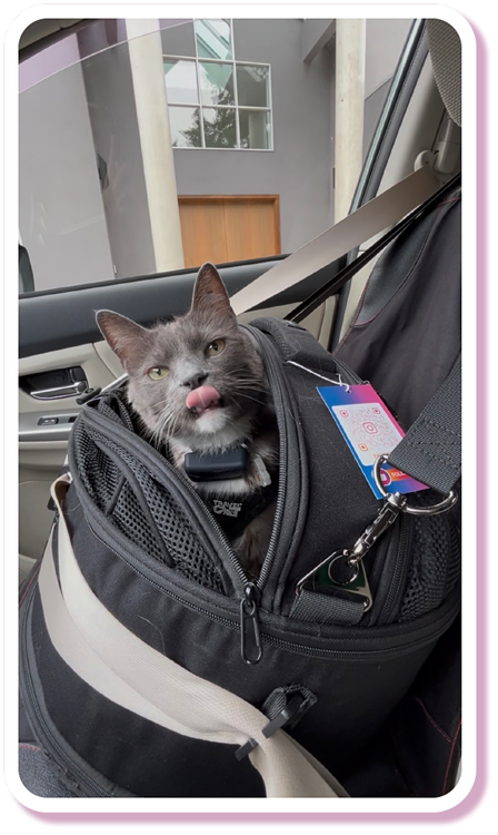 AHELP Project - Dr. Mansum Yau's cat, Boo, sitting in the cat carrier while traveling in the car. Buckled in, safe and secure.
