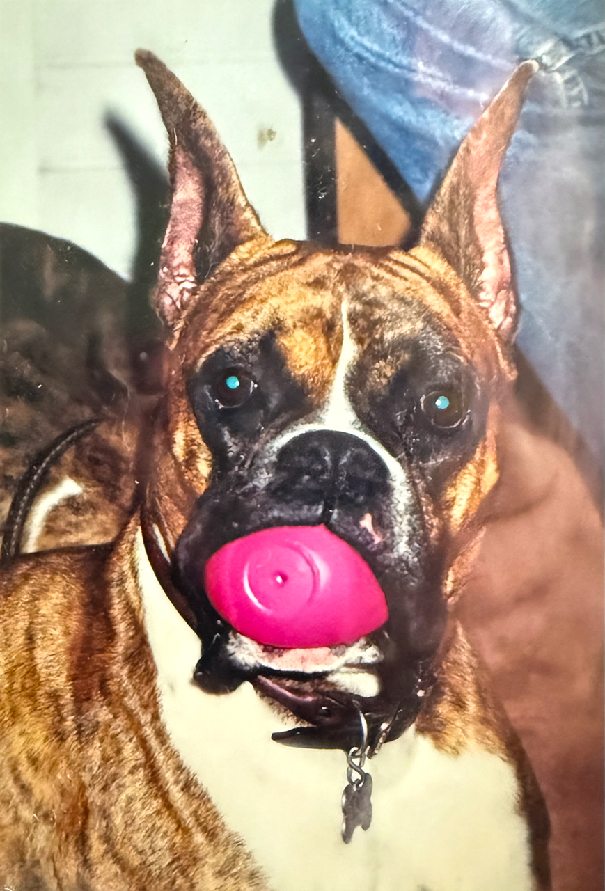 Brodie in his early years. He loved his pink squeaky ball!