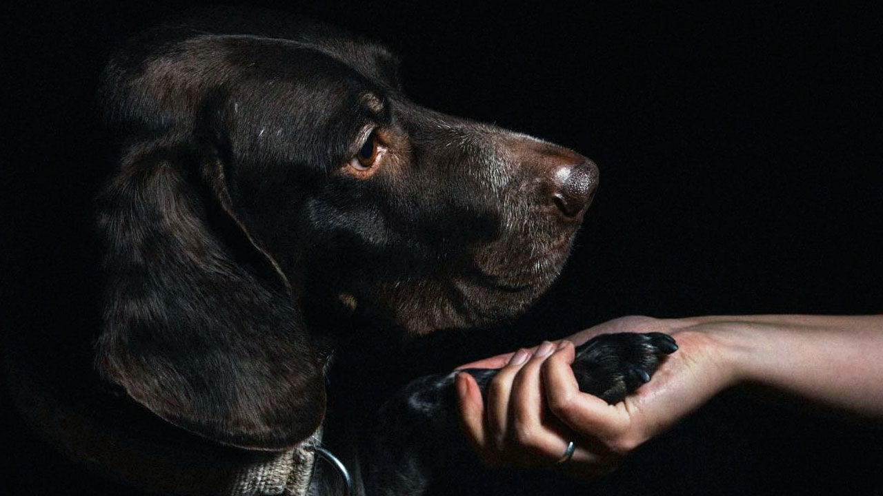 Photo of Licorice, a senior black Labrador Retriever. Her family described her best quality as her unwavering loyalty to them.