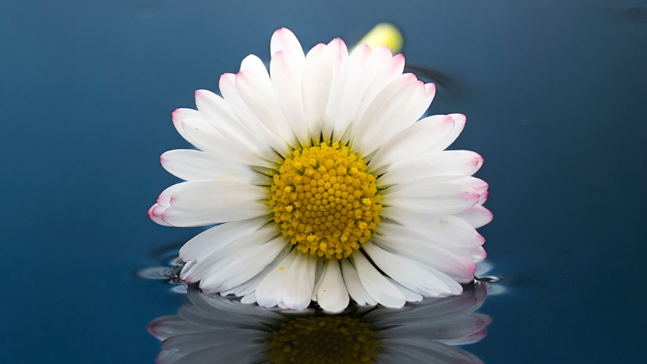 Photo of a beautiful peaceful white diasy flower floating in water with a reflection - moving forward with compassion