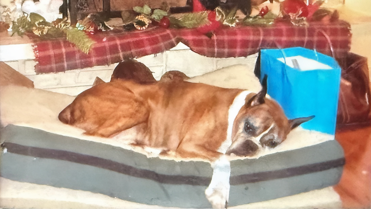 Brodie, our Boxer companion dog, on his last Christmas morning with our family.