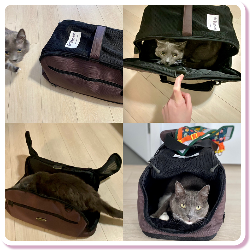 AHELP Project - Dr. Mansum&rsquo;s cat, Boo, exploring the cat carrier. Find the carrier that suits your cat's personality. What would your cat like?