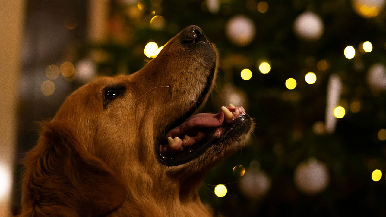 AHELP Project - Photo of Golden Retriever dog in front of a tree decorated for the holidays.