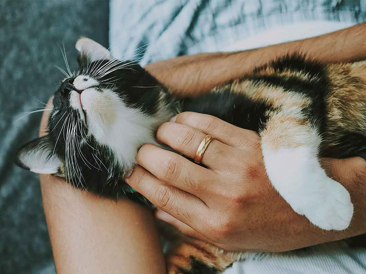 AHELP Project - Pet parent cradling young tabby cat in their hands and arms. As a kitten, Chip was as lovable as he was playful.