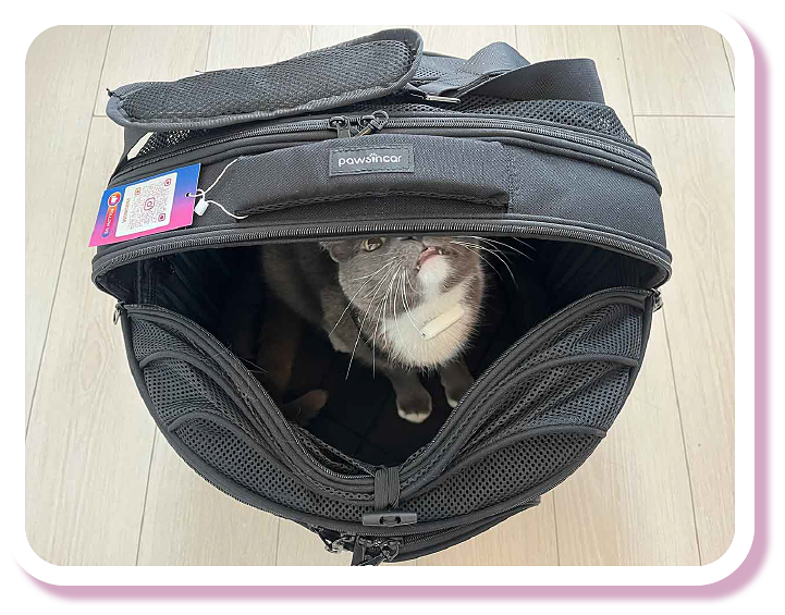 AHELP Project - Dr. Mansum Yau's cat, Boo, sitting in the cat carrier that stays out in the room while training Boo to adjust to the carrier.