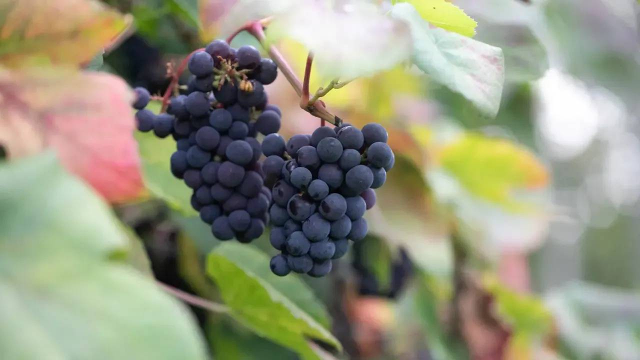 Vindruvor
