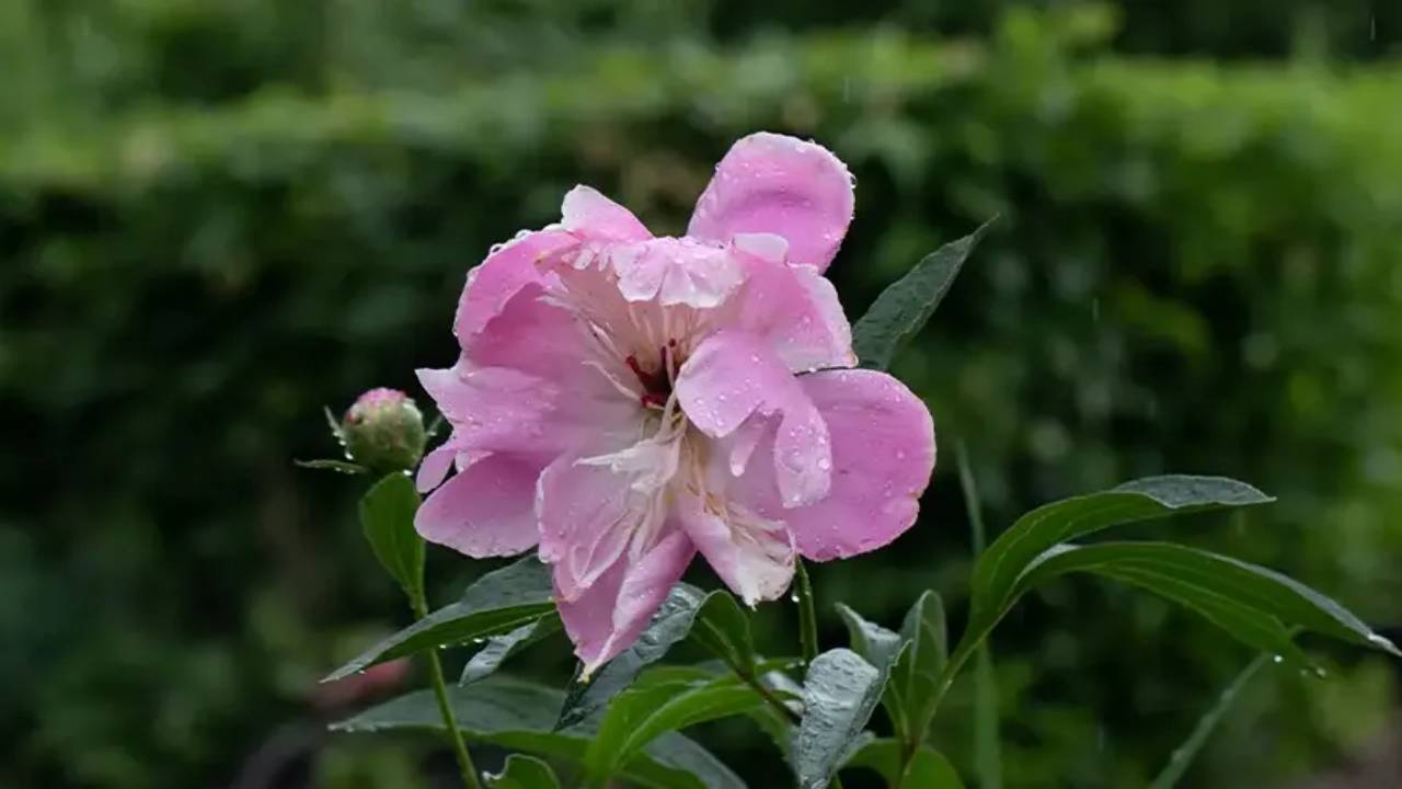 Cottage garden- pion