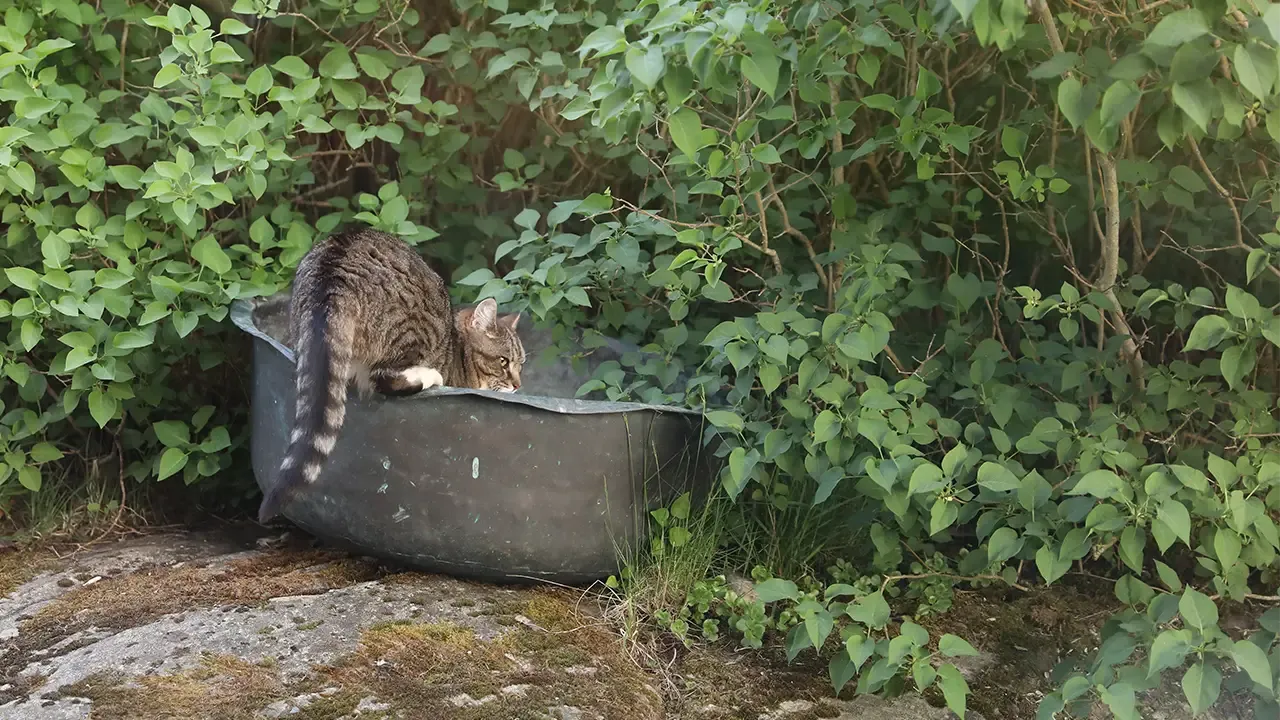 katt dricker vatten i trädgård
