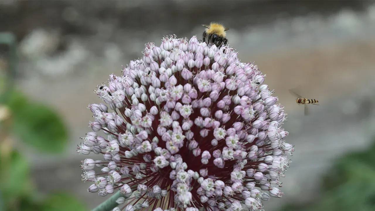 allium