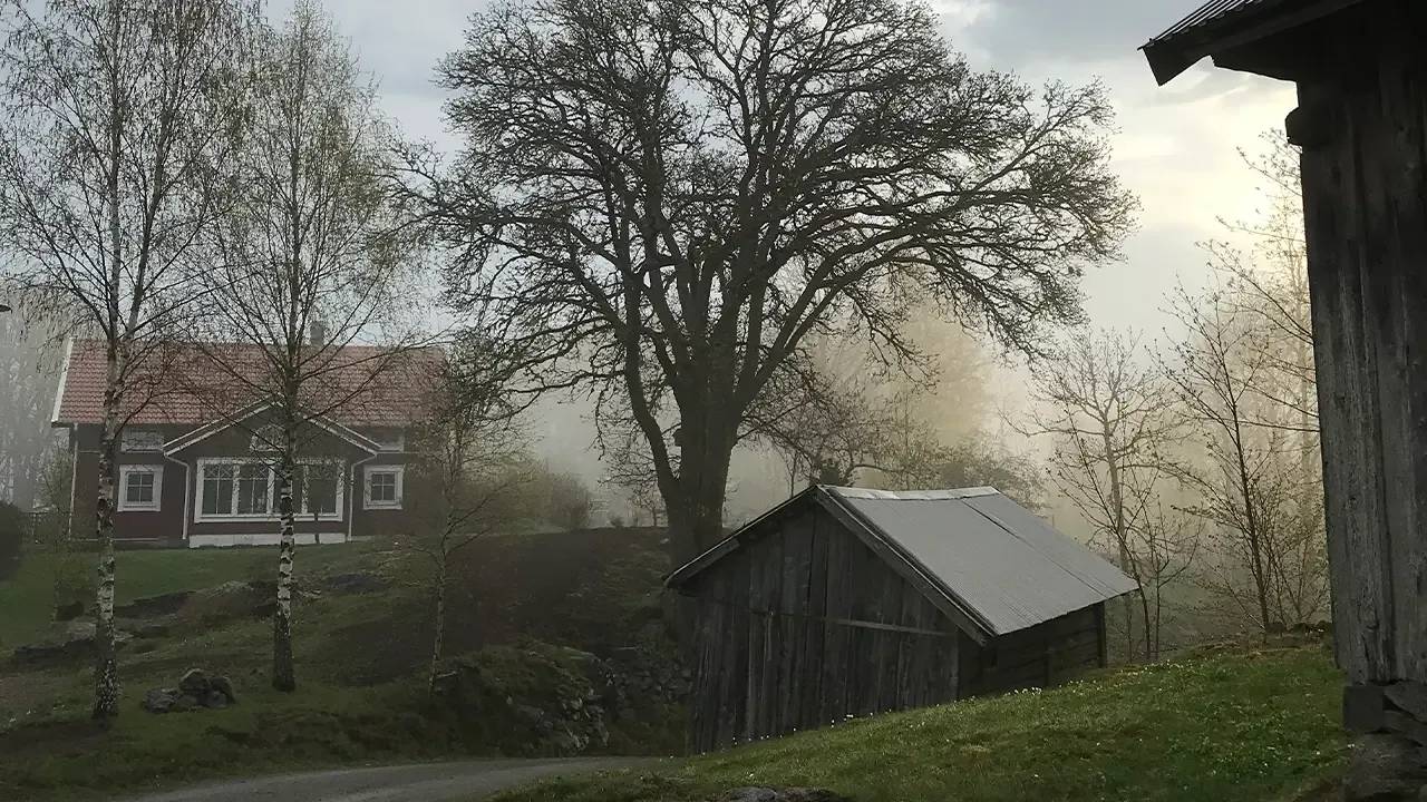 trädgård