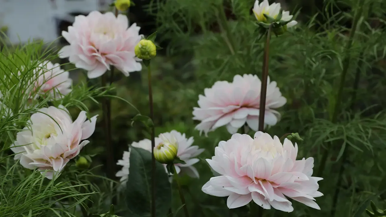 Dahlia