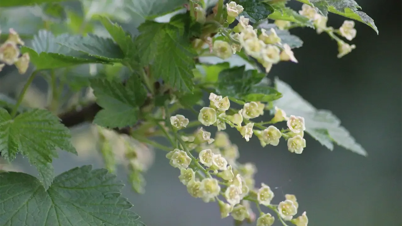 blommande svartavinbärsbuske