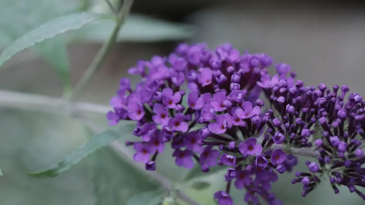 Buddleja