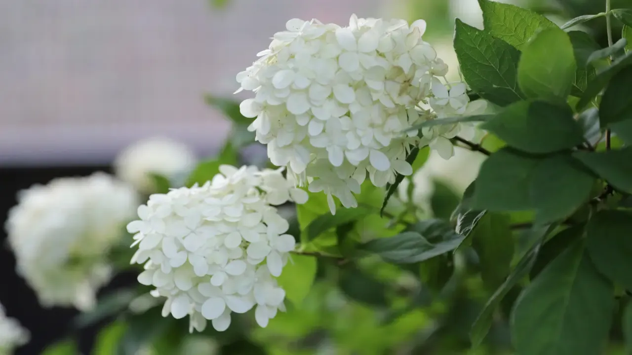 Hortensia