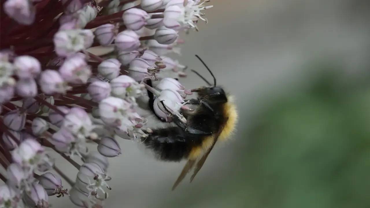 Humla på allium