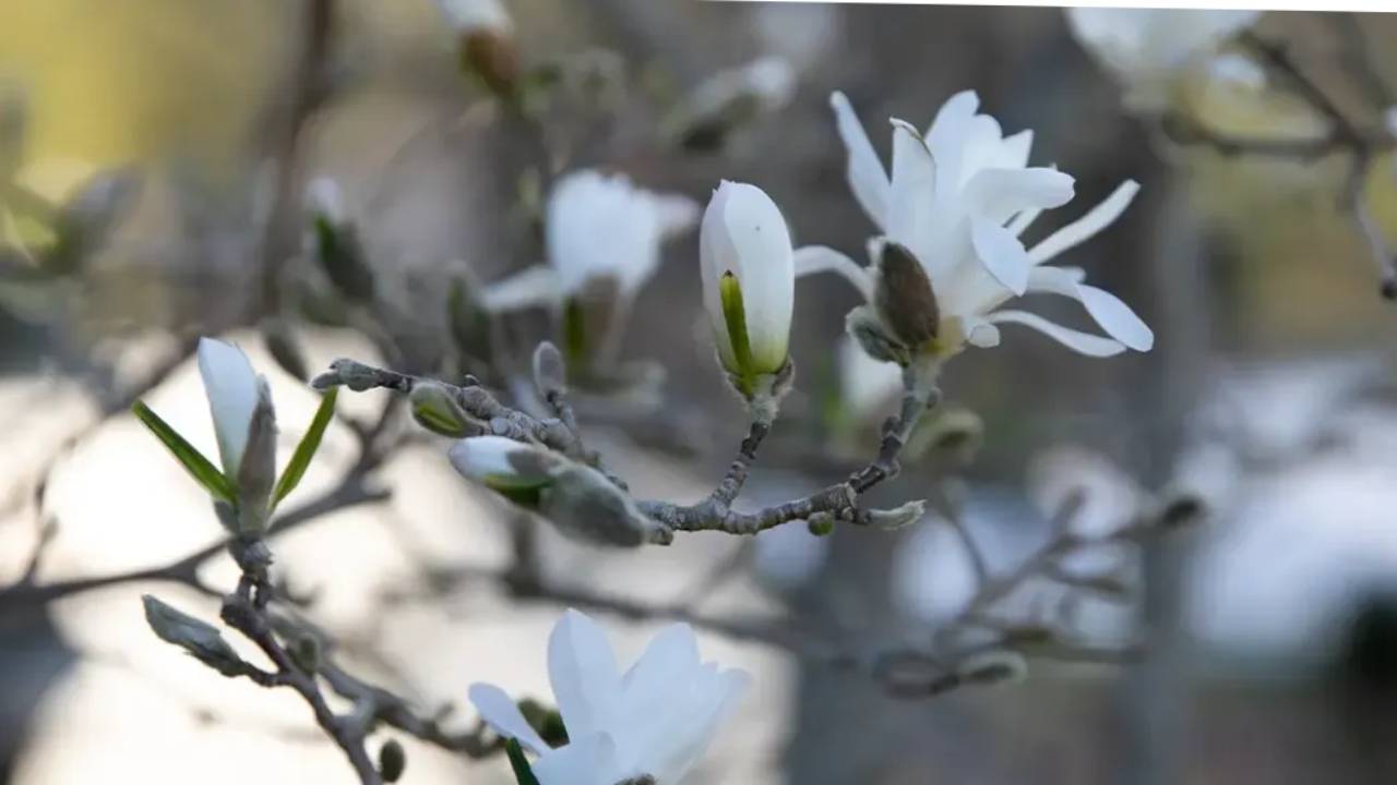 stjärnmagnolia