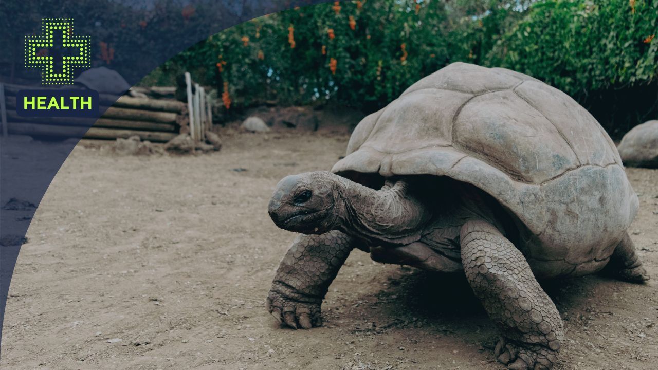 Giant tortoise walking slowly outdoors, symbolizing longevity, healthy aging, stress reduction, and a calm, sustainable lifestyle for long-term health.
