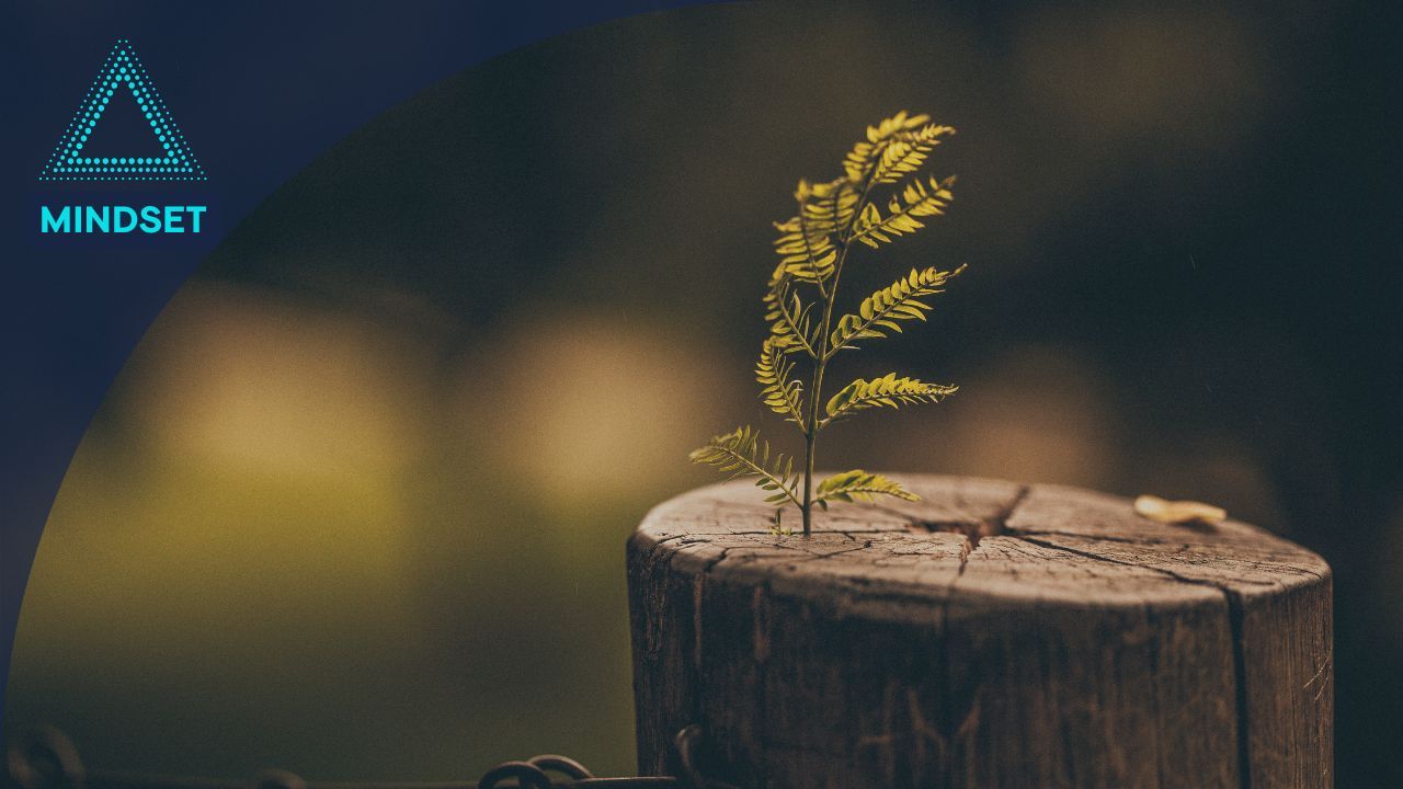 Small green plant growing from a tree stump symbolizing resilience and mindset growth, with a mindful tone and nature background.