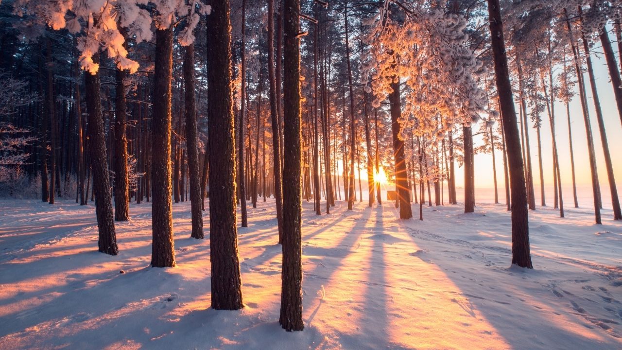 Golden winter sunrise shining through tall pine trees in a snowy forest, symbolizing quiet midlife reflection and a gentle start to the new year.