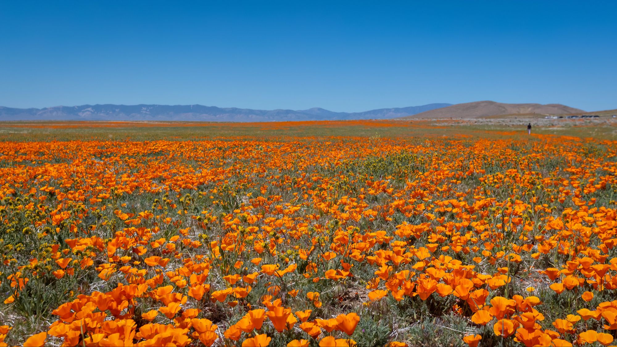 A vast field of bright orange poppies blooming under a clear blue sky with distant mountains in the background, symbolizing hope and renewal in the desert.