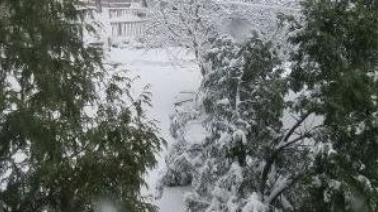 snow covered evergreen trees