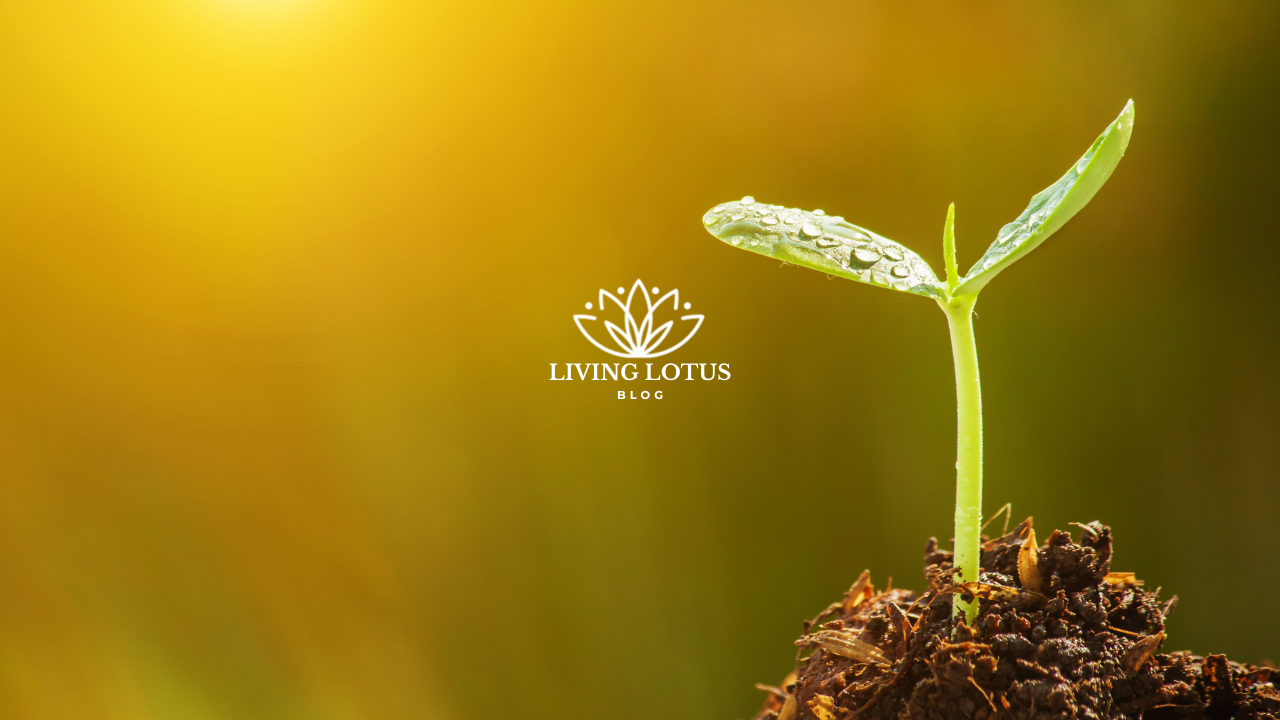 Green seedling growing out of the ground